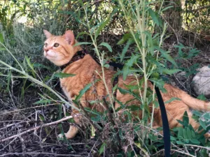 Morris the cat